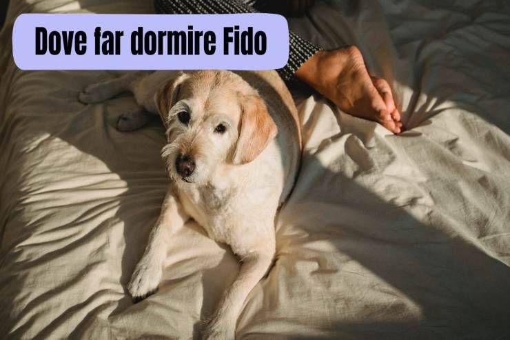 Posto dove deve dormire Fido