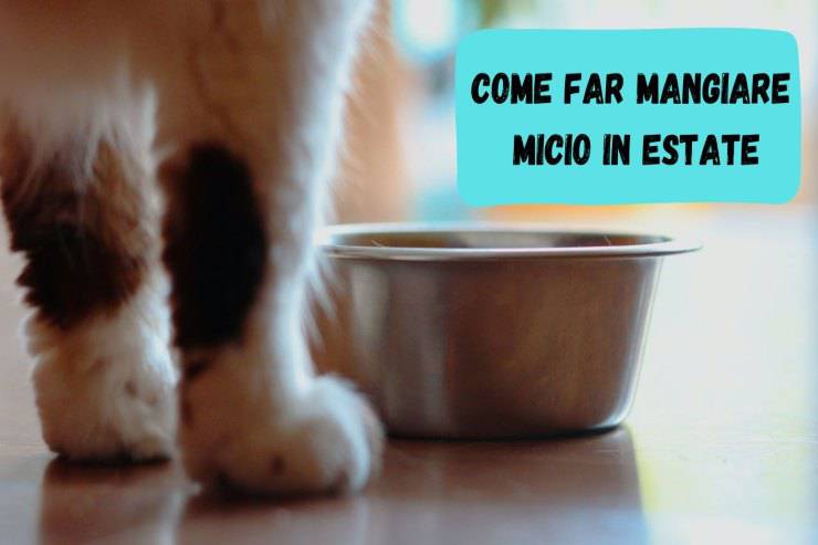In estate il gatto non mangia D'estate micio non mangia