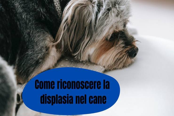Osserva questi segnali nel tuo cane Nota i segnali nel tuo cane