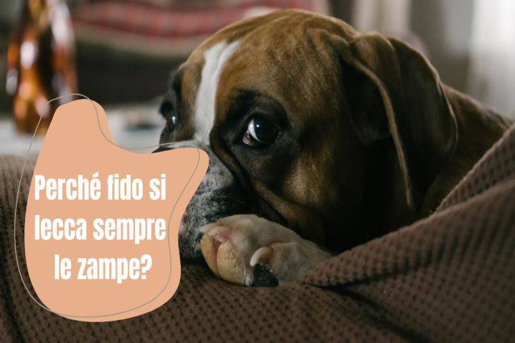 Il cane si lecca sempre le zampe Fido si lecca le zampe