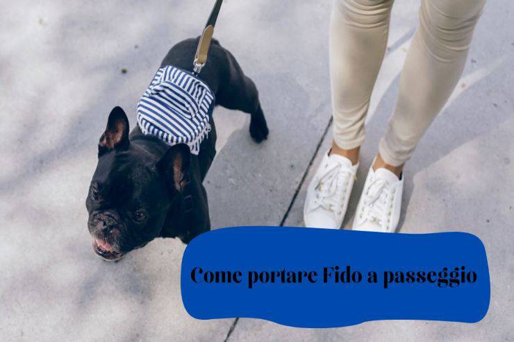 5 consigli per portare il cane a spasso 5 consigli per il passeggio con Fido