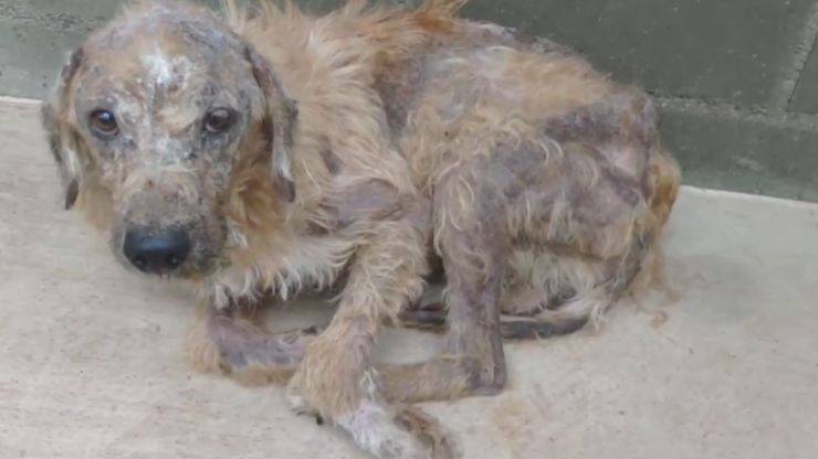 cane cambia in 5 mesi