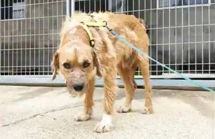 cane truco spagna