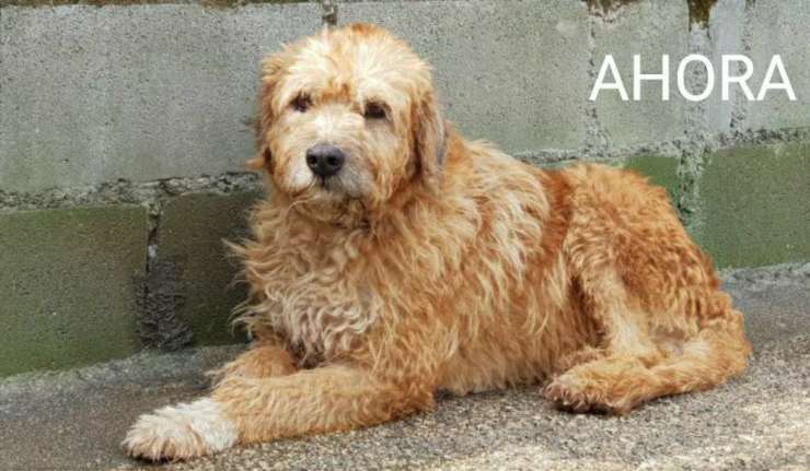 cambiamento cane randagio