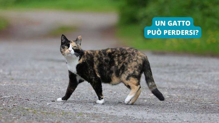 gatto che cammina