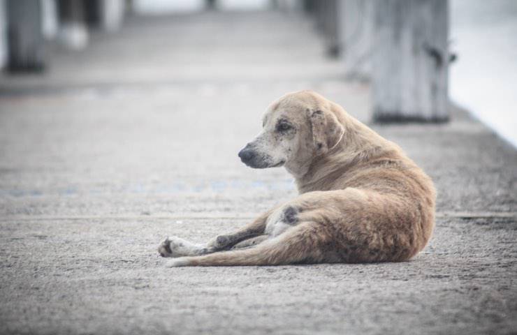 cane eroe tripoli libano