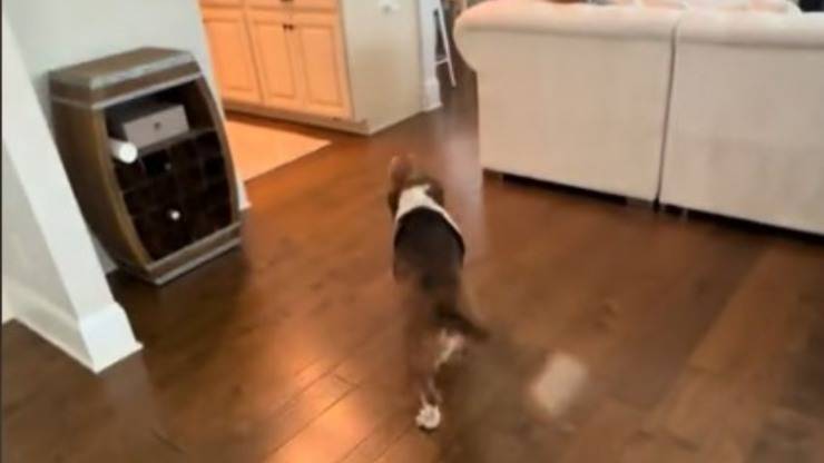 Basset Hound incontra neonato