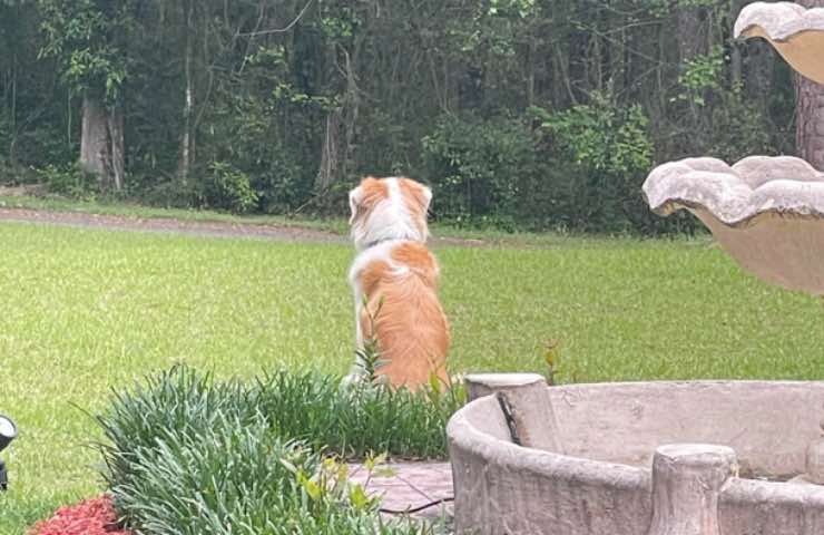cane appello famiglia gamba 