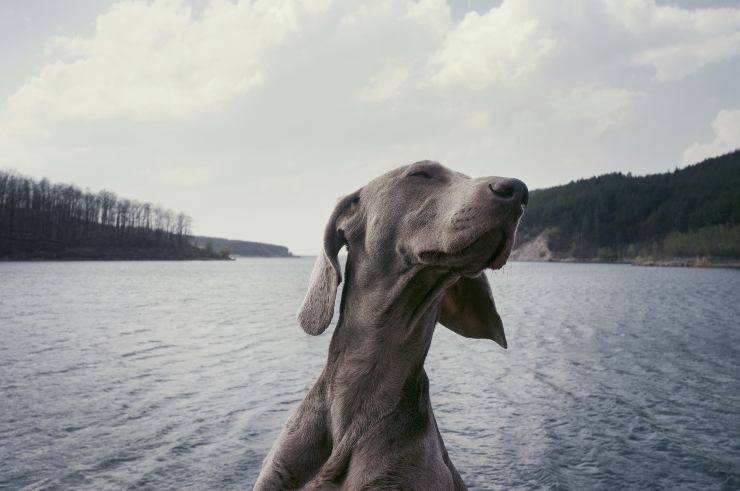 Il comportamento di Fido