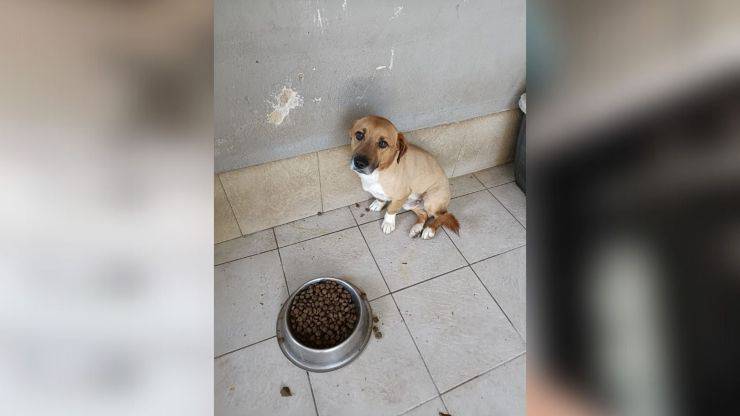 cane abbandonato rifugio inganno