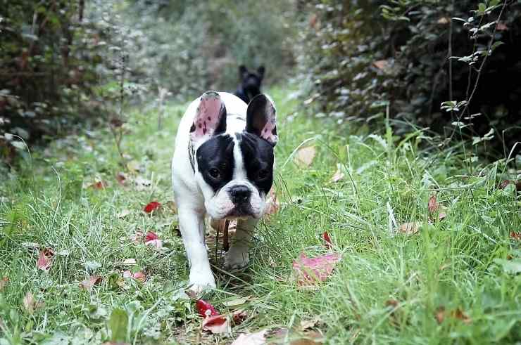 bulldog