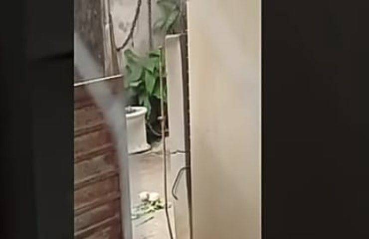 Uomo ubriaco picchia la cucciola