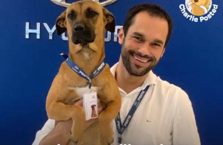 cagnolino hyundai assunto randagio