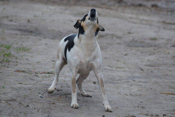 cane abbaia 