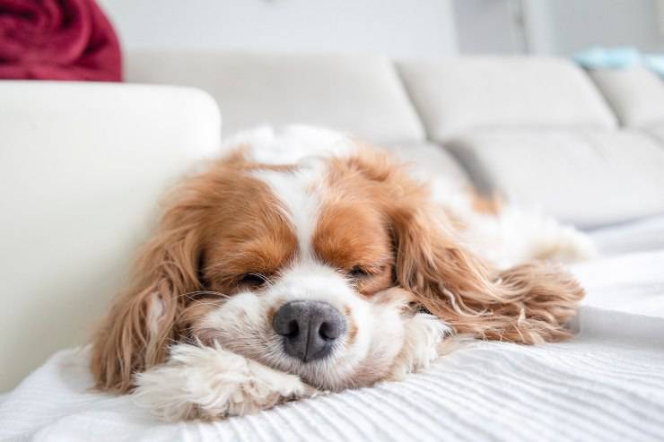 cane dorme sul divano