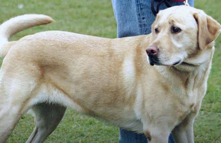 cane gattino muro fissa