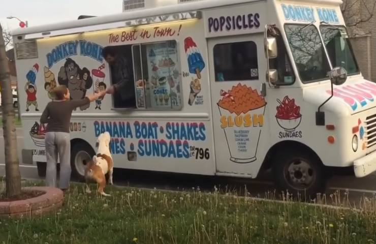 gelato educato pitbull turno