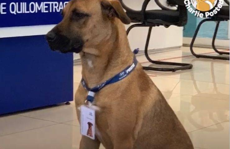 cagnolino hyundai randagio adottato
