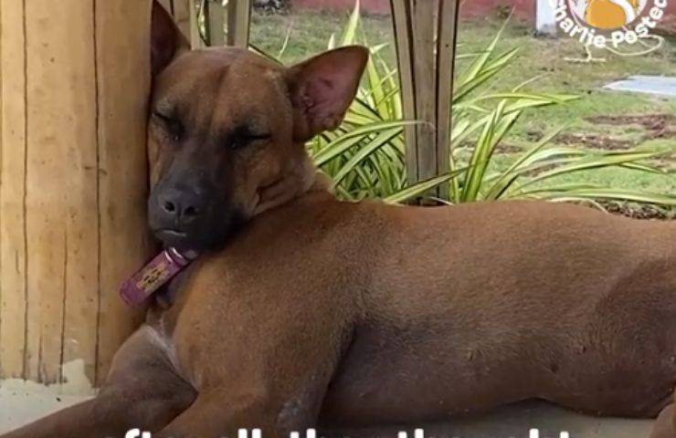 cane hyundai concessionaria assunto
