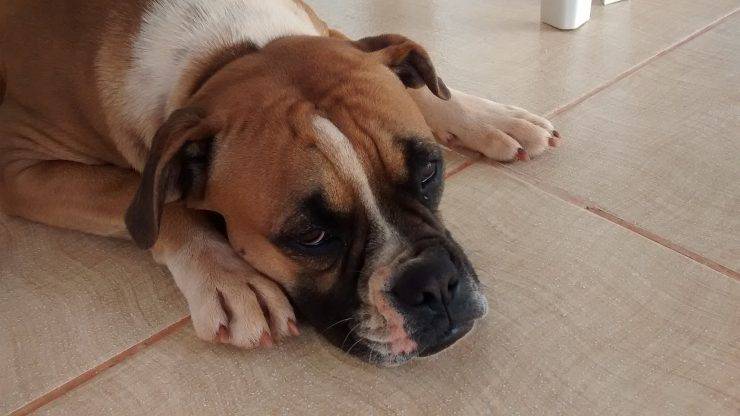 cane malato 