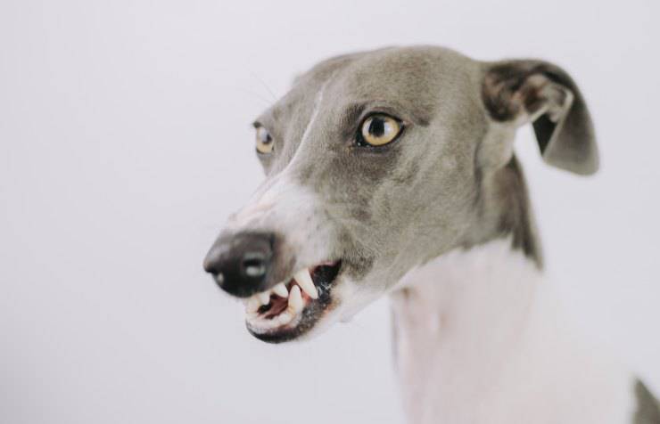 cane mostra i denti