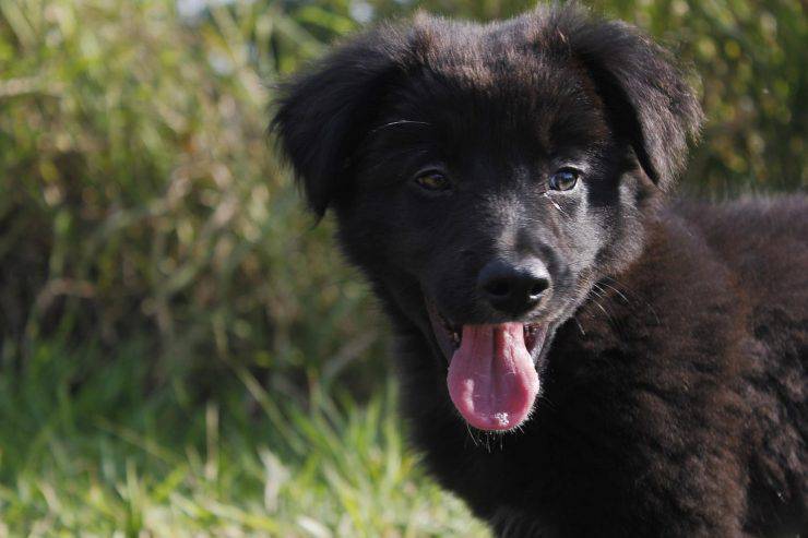 cane nero 