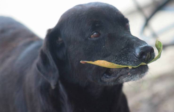 negro cane biscotto foglia