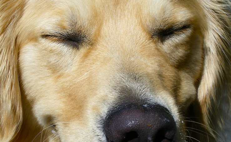 cane ad occhi chiusi