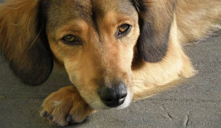 cane stanco