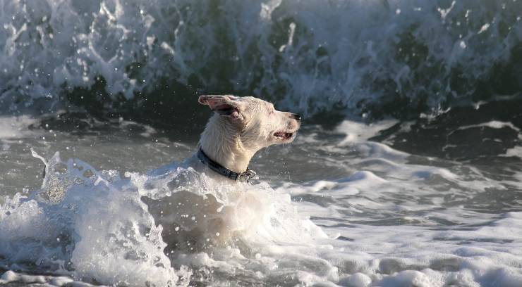 cane tra le onde 