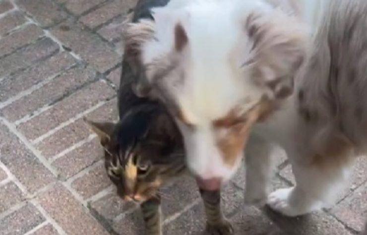 Coconut e gatto 