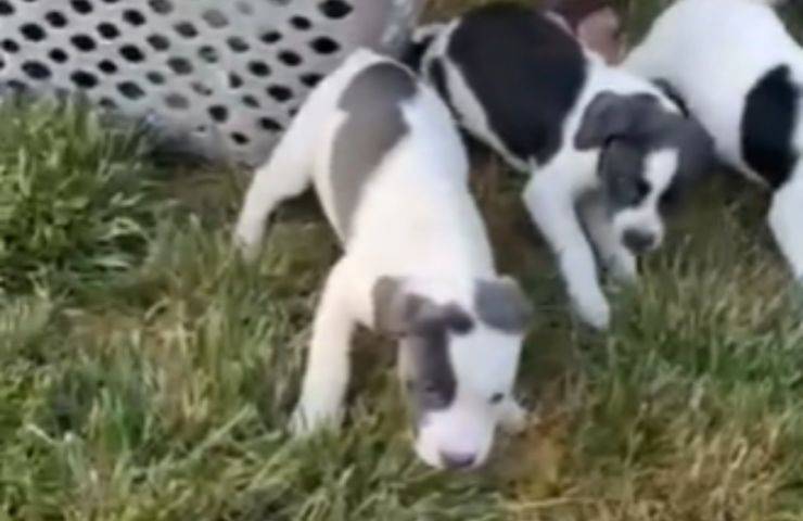 vedono erba cagnolini reazione