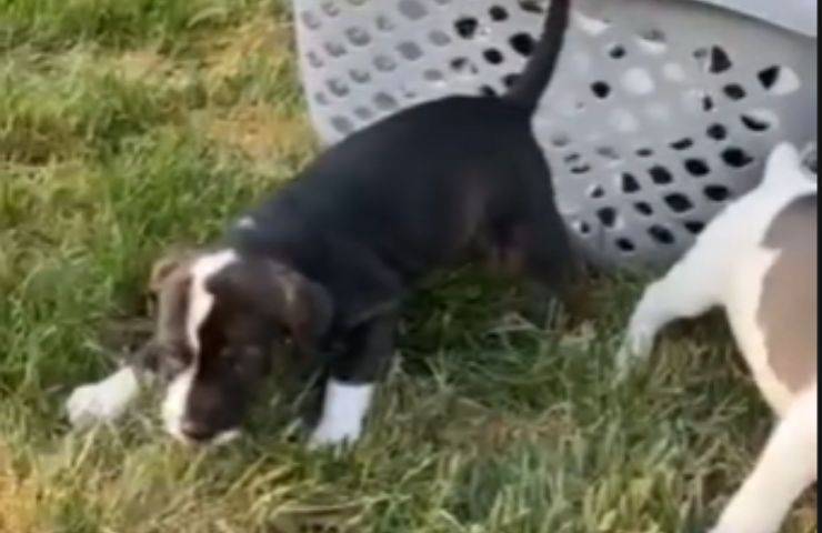vedono erba cagnolini video