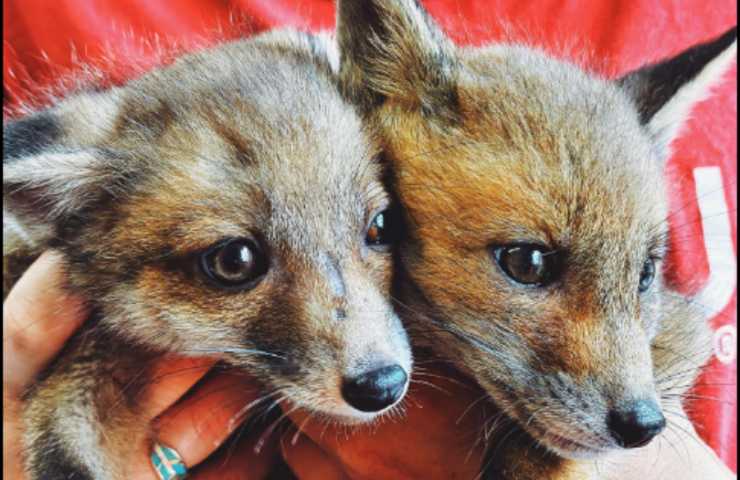cuccioli volpe centro faunistico