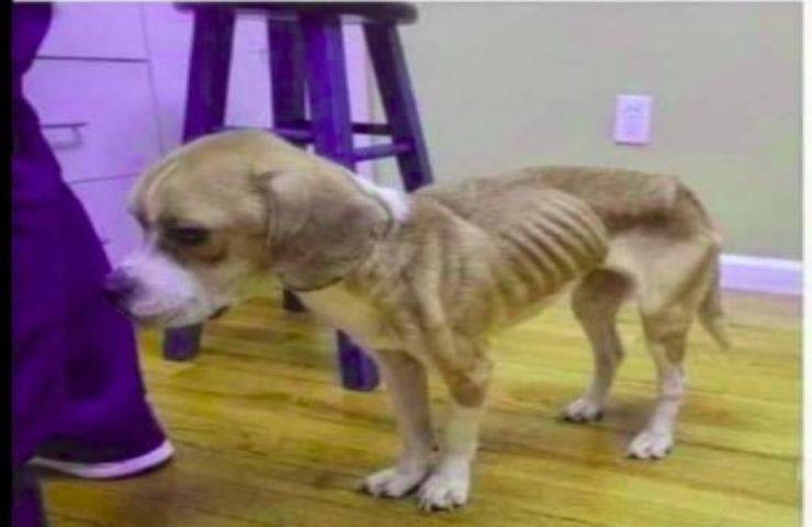 Donna abbandona il cane in condizioni gravissime