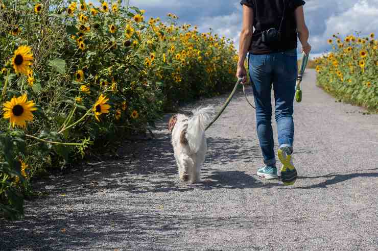 Prevenire infortuni e incidenti per il cane