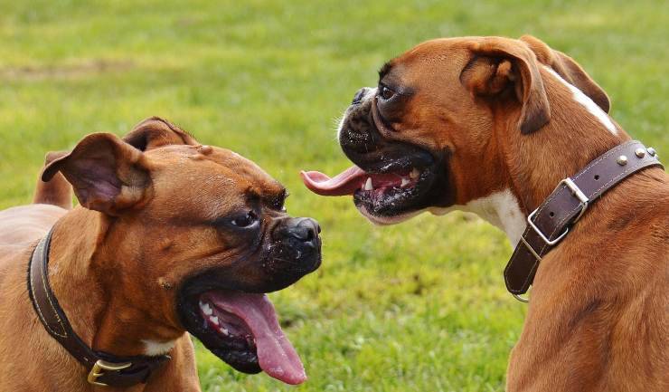 Due boxer