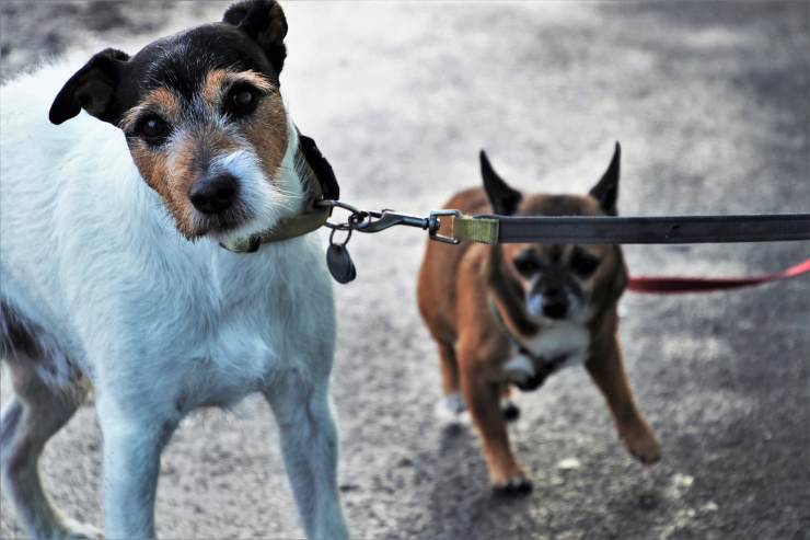 due cani a passeggio 