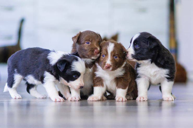 I cani per strada in estate