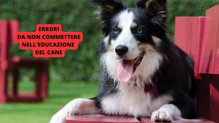 cane sdraiato