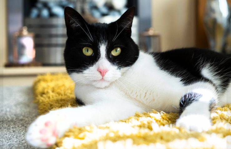 gatto eroe non udente