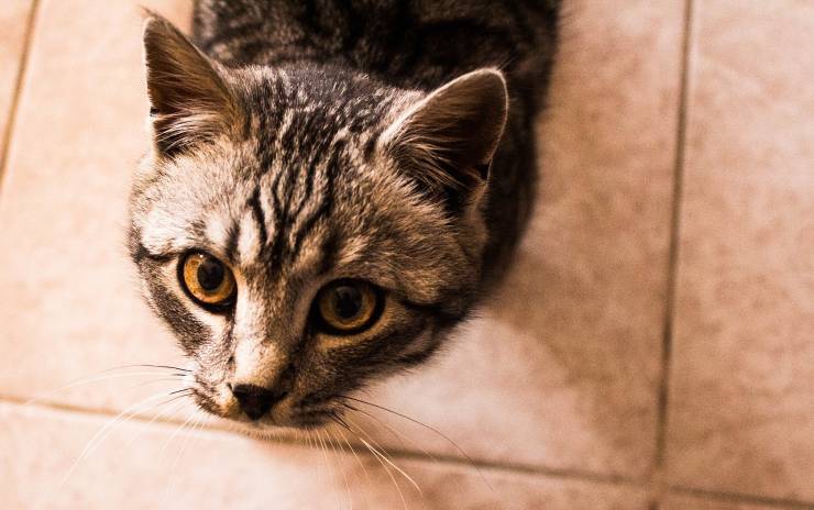 gattino in casa 