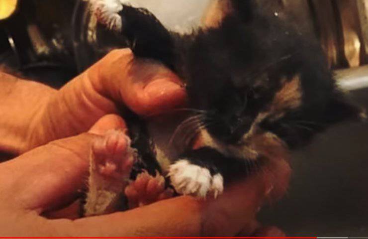 cane gattino muro salva