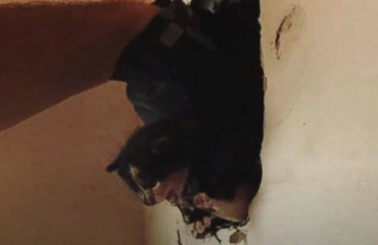 cane gattino muro crosby