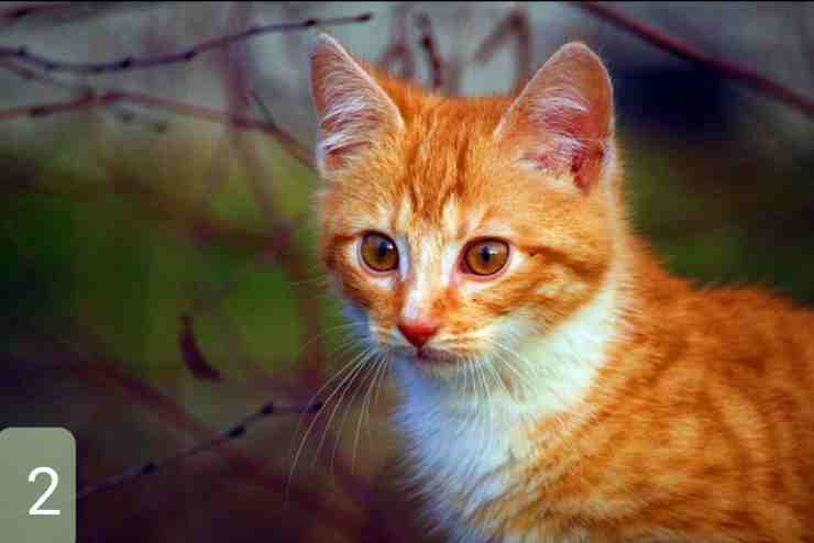 test scegli c