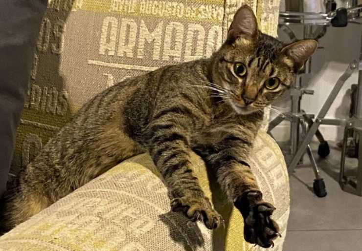 gatto Orlando
