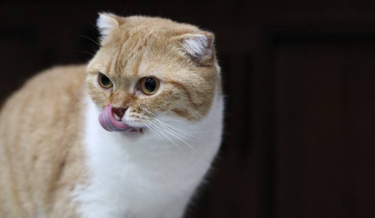 gatto affamato