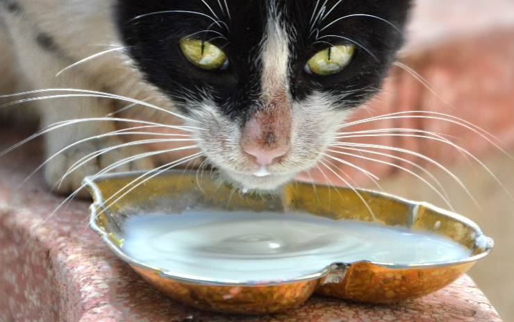 Gatto beve
