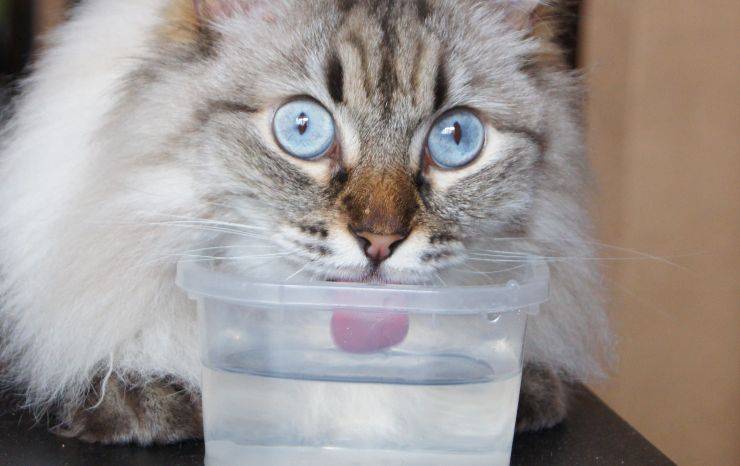 gatto beve da una vaschetta