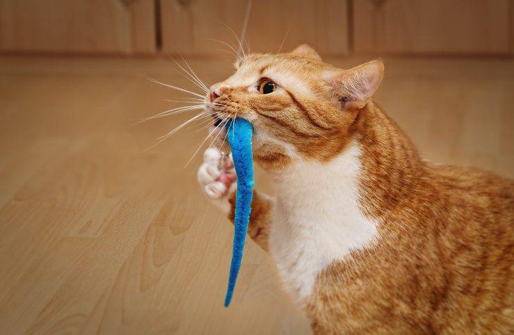 gatto con gioco